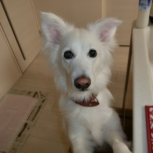 看板犬スズナちゃん