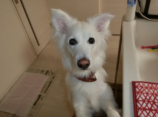 看板犬スズナちゃん