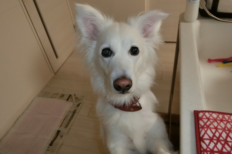 看板犬スズナちゃん