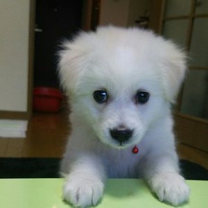 パピースズナベストショット